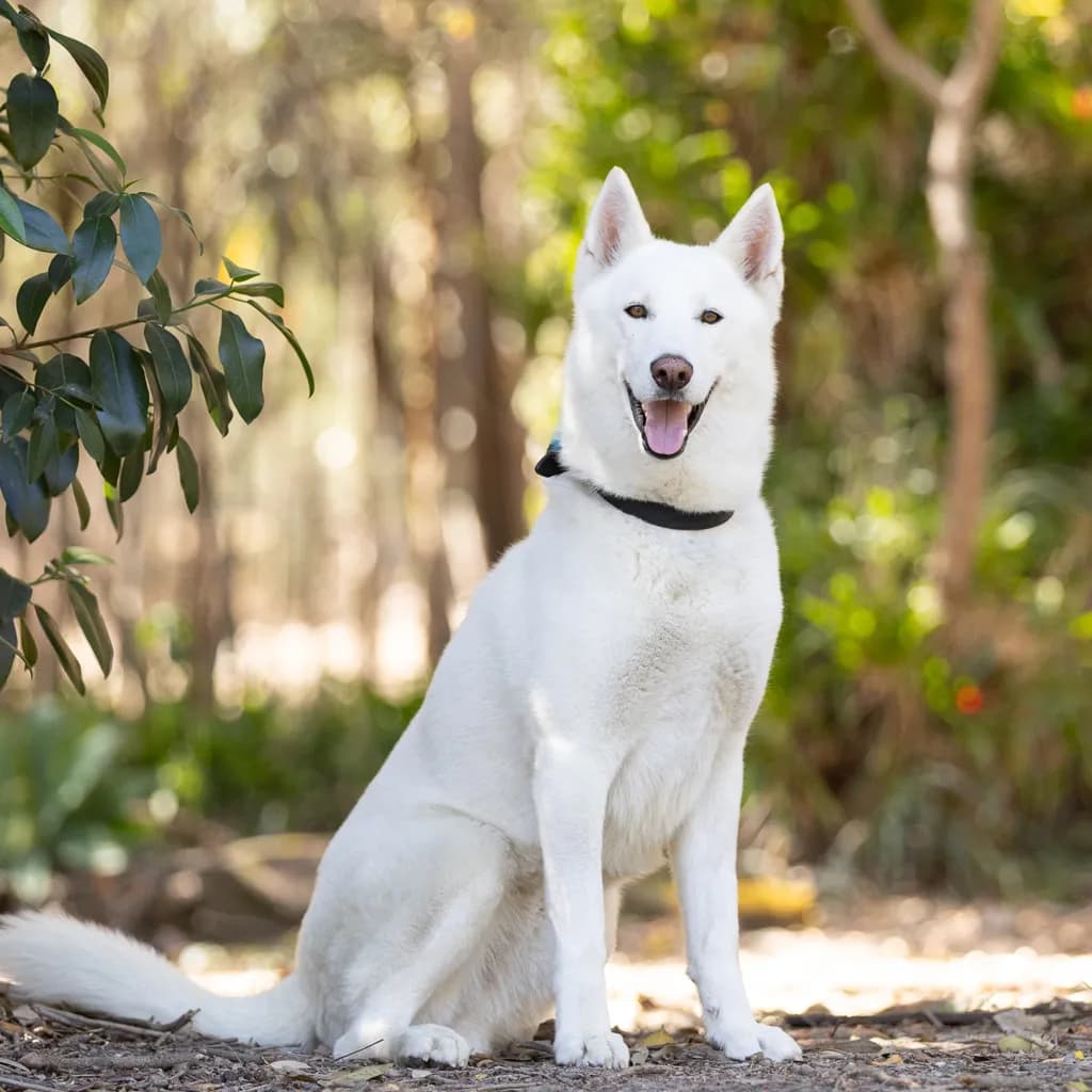 Axel - Swiss Shepherd / Siberian Husky available for adoption at Animal Welfare League Queensland in Brisbane