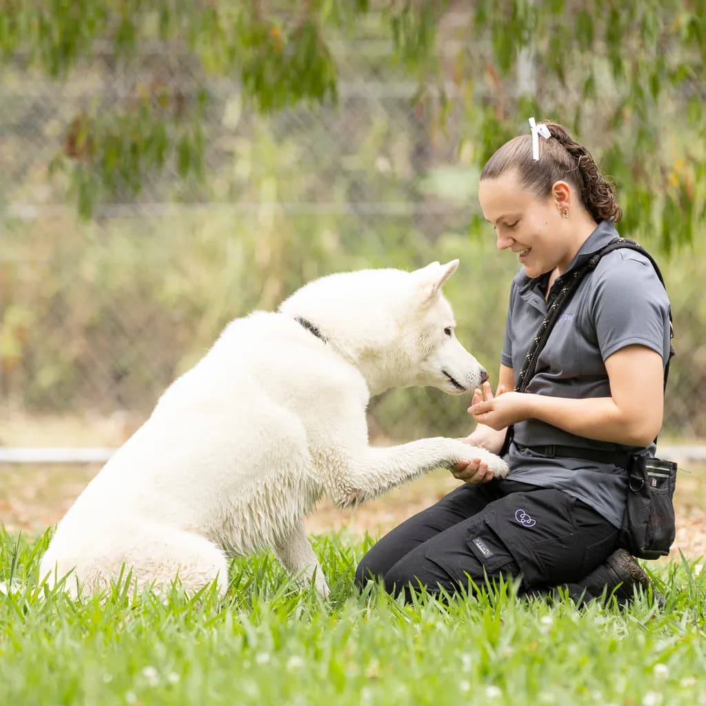Axel - Swiss Shepherd / Siberian Husky available for adoption in Gold Coast