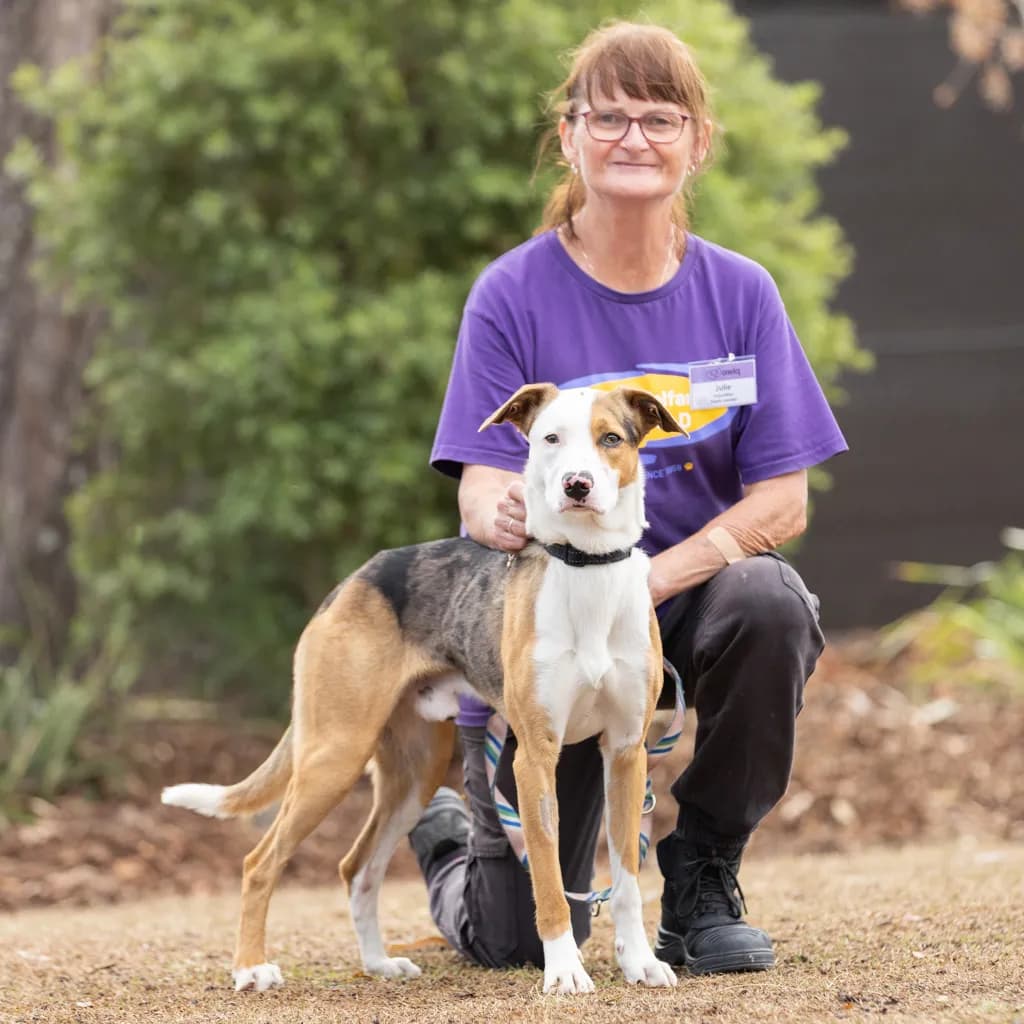 Dennis - Border Collie available for adoption at Animal Welfare League Queensland in Ipswich