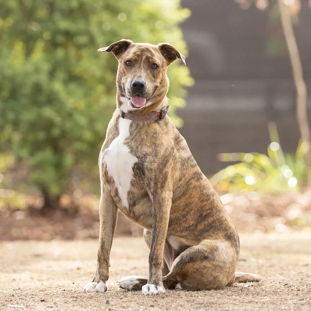 Valentina - Staffordshire Bull Terrier available for adoption at Animal Welfare League Queensland in Gold Coast