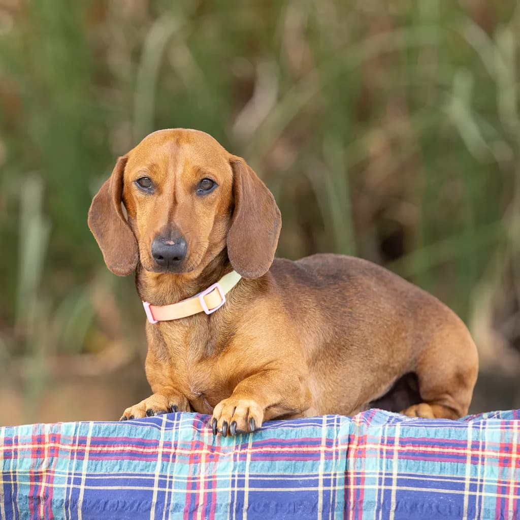 Chorizo - Dachshund available for adoption at Animal Welfare League Queensland in Ipswich