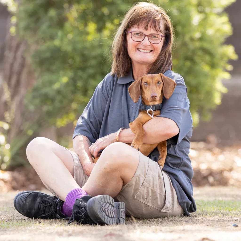 Milo - Dachshund available for adoption at Animal Welfare League Queensland in Ipswich