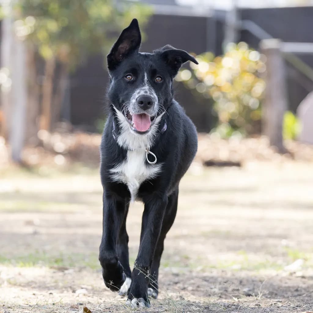 Murphy - Border Collie / Blue Heeler available for adoption at Animal Welfare League Queensland in Gold Coast