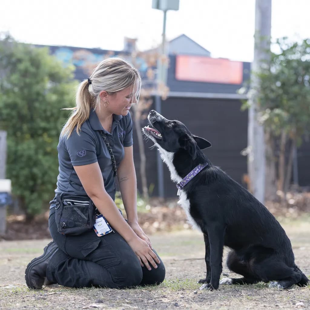 Murphy - Border Collie / Blue Heeler available for adoption at Animal Welfare League Queensland in Ipswich