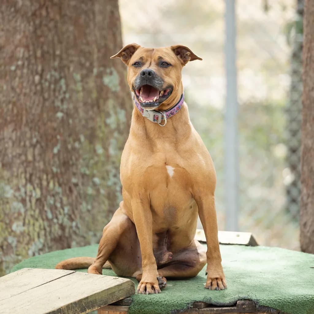 Kai - American Staffy / Australian Kelpie available for adoption at Animal Welfare League Queensland in Gold Coast