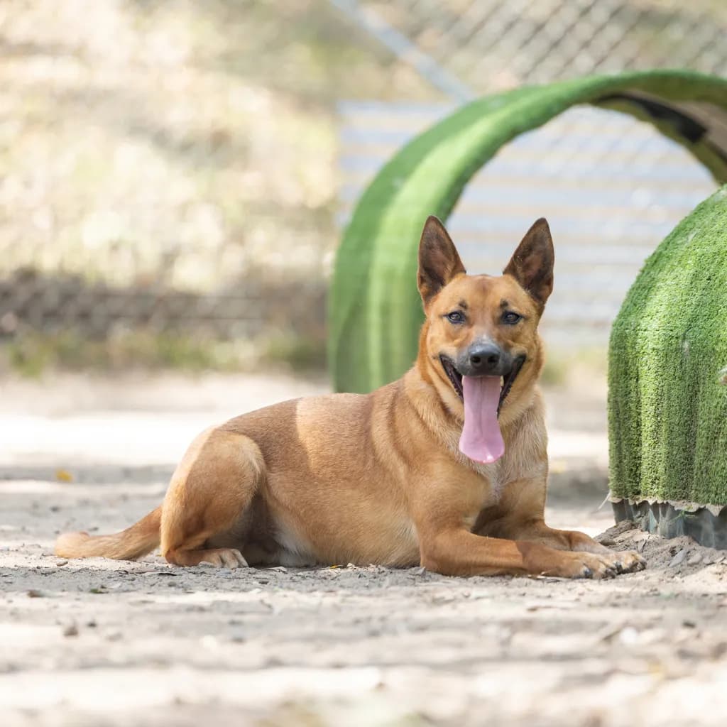 Ricky - BELGIAN SHEPHERD - MALINOIS / Australian Kelpie available for adoption at Animal Welfare League Queensland in Gold Coast
