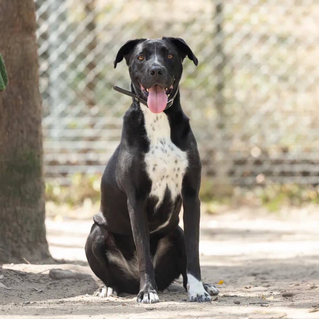 Sunny - American Staffy / Bull Arab available for adoption at Animal Welfare League Queensland in Gold Coast