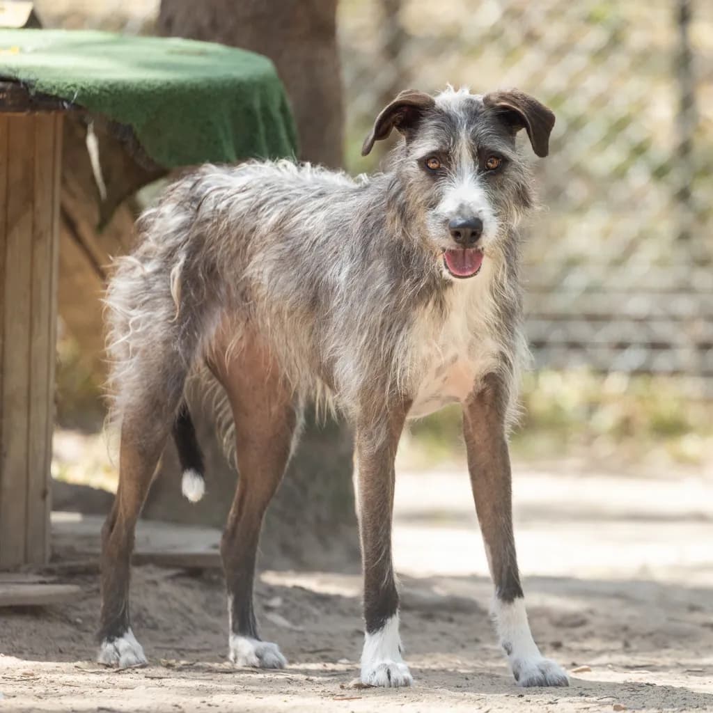 Chloe - Irish Wolfhound / Border Collie available for adoption at Animal Welfare League Queensland in Gold Coast