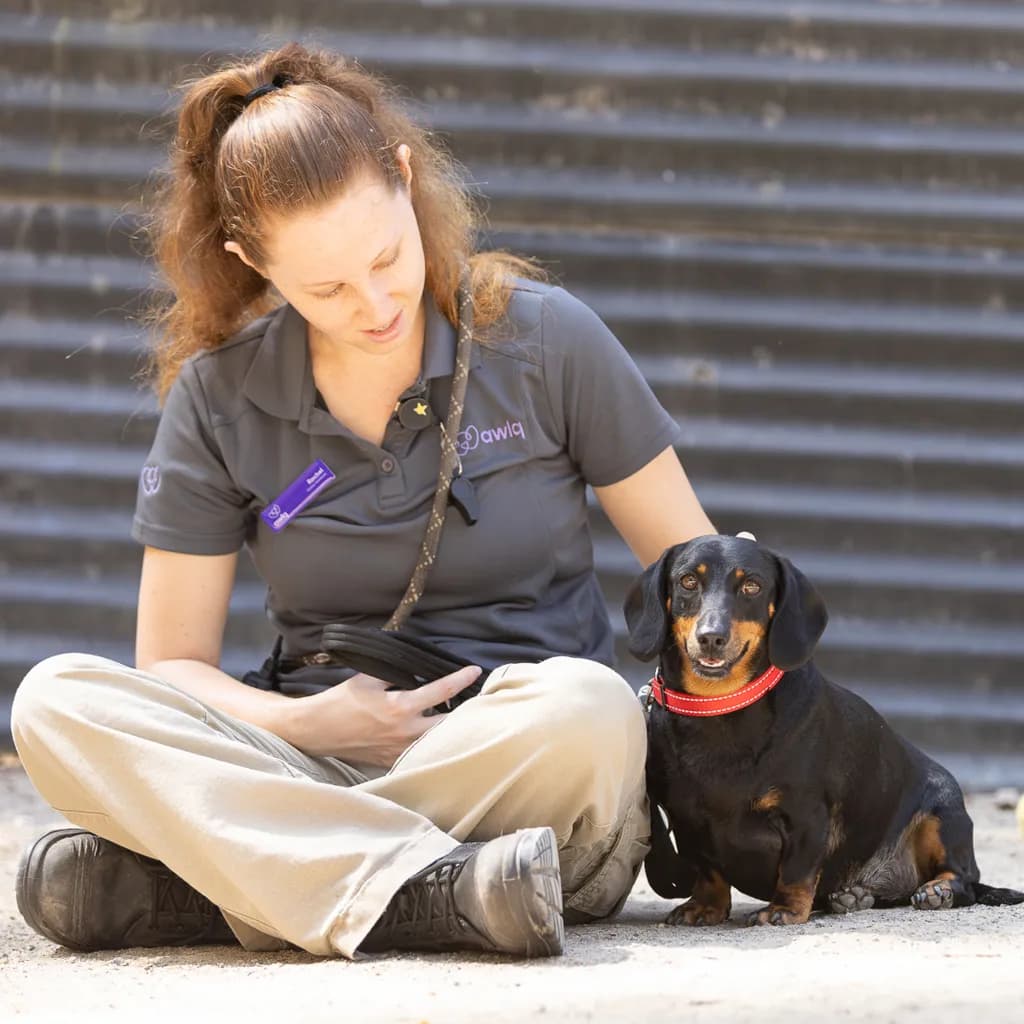 Milo - Dachshund available for adoption at Animal Welfare League Queensland in Gold Coast
