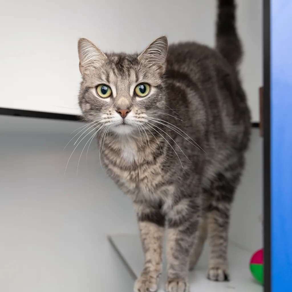 Felicity - Domestic Short Hair cat available for adoption in Ipswich