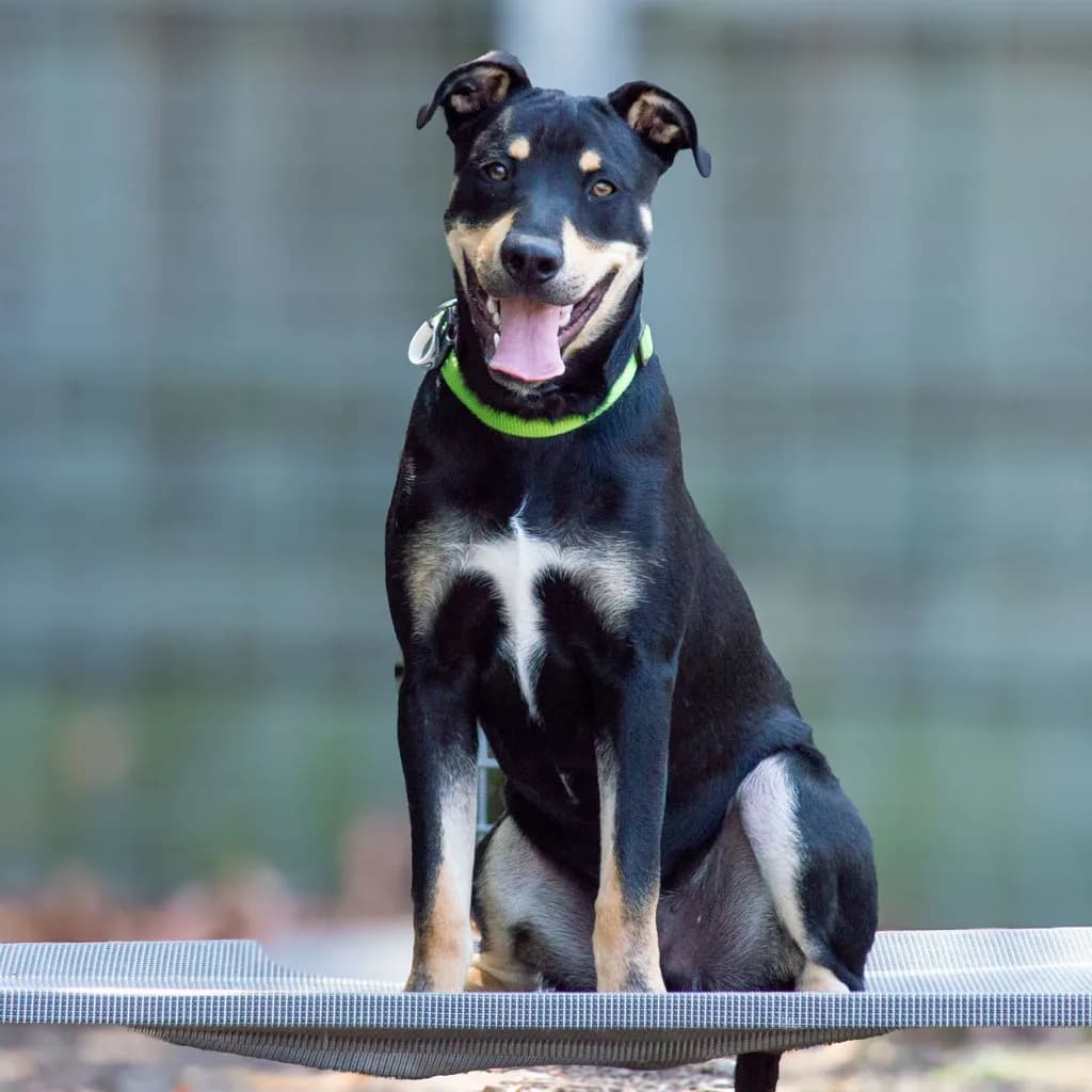 Silvio - Australian Kelpie available for adoption at Animal Welfare League Queensland in Brisbane