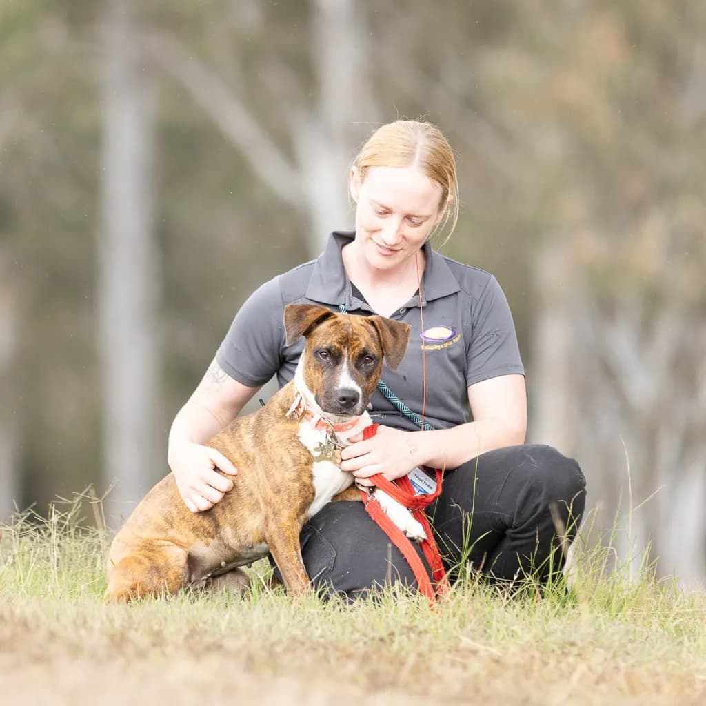 Scarlett - Staffordshire Bull Terrier / Australian Cattle Dog available for adoption at Animal Welfare League Queensland in Ipswich