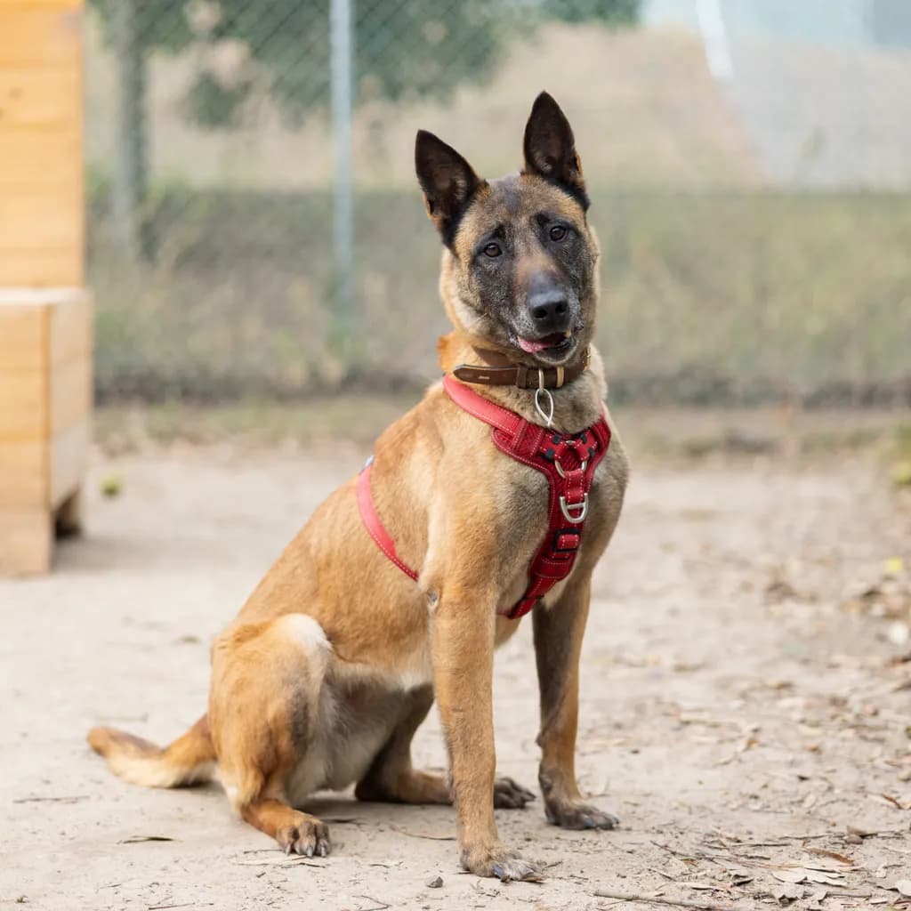 Luna - BELGIAN SHEPHERD - MALINOIS available for adoption at Animal Welfare League Queensland in Gold Coast