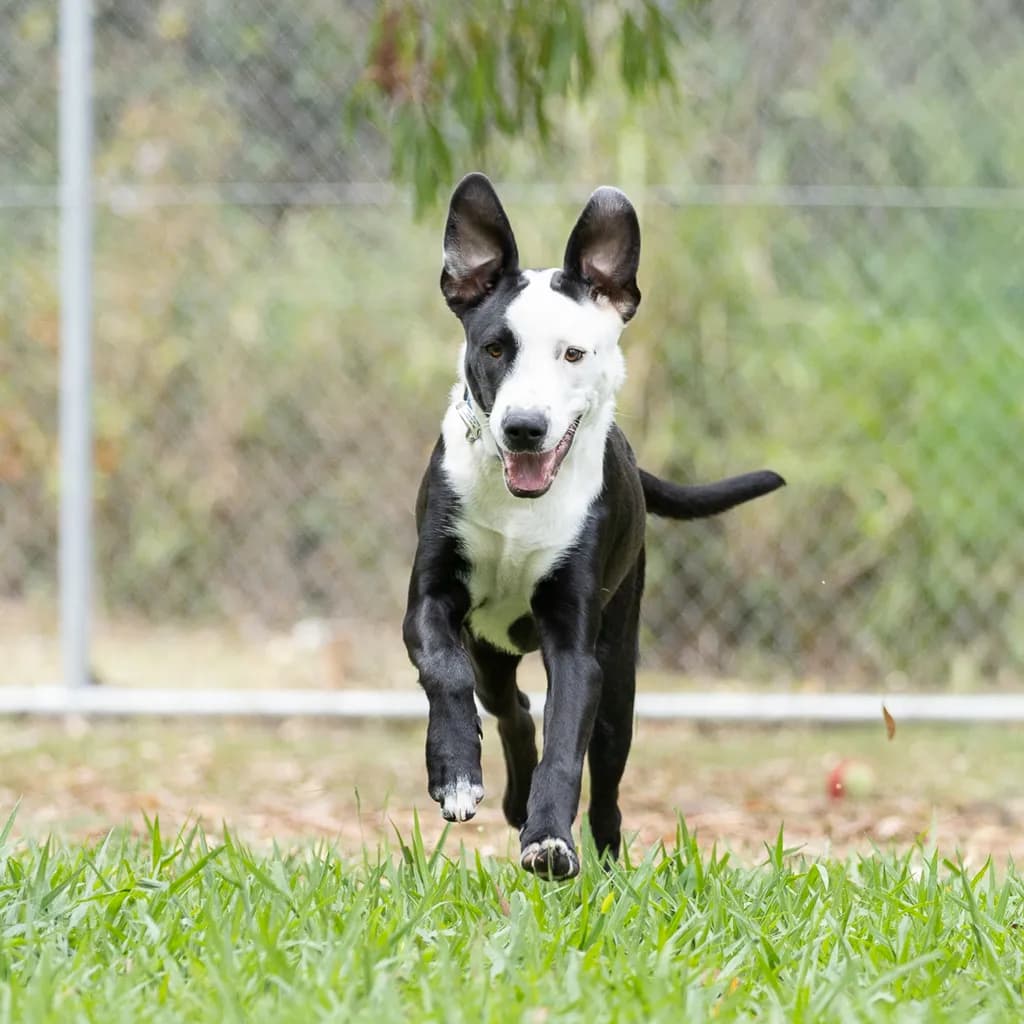 Koah - Bull Arab / Irish Wolfhound available for adoption at Animal Welfare League Queensland in Gold Coast