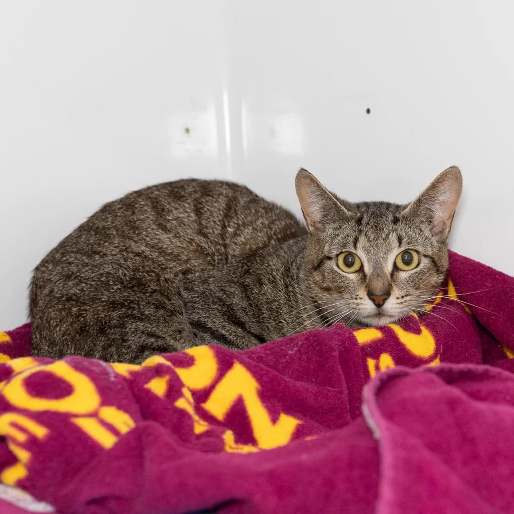 Beau - Domestic Short Hair cat available for adoption at Animal Welfare League Queensland in Brisbane
