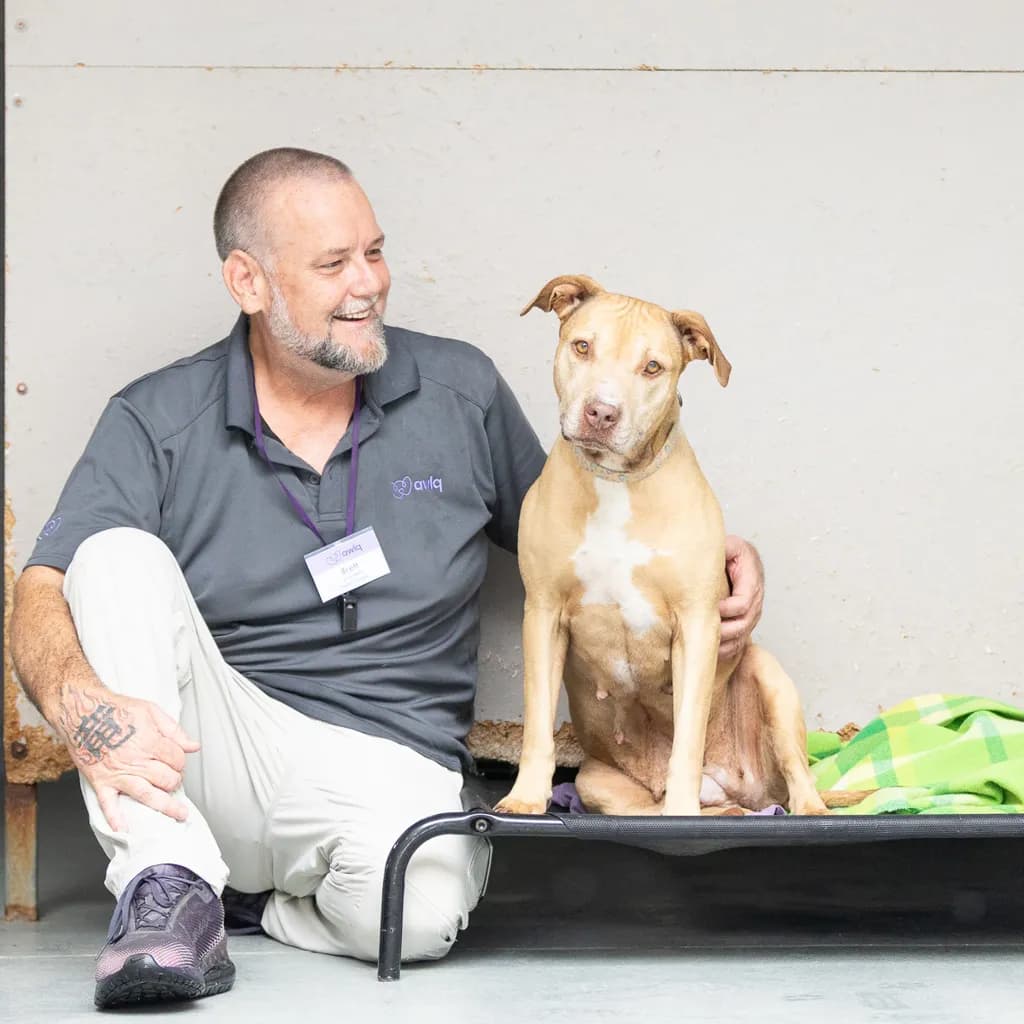 Coco - American Staffy available for adoption at Animal Welfare League Queensland in Gold Coast