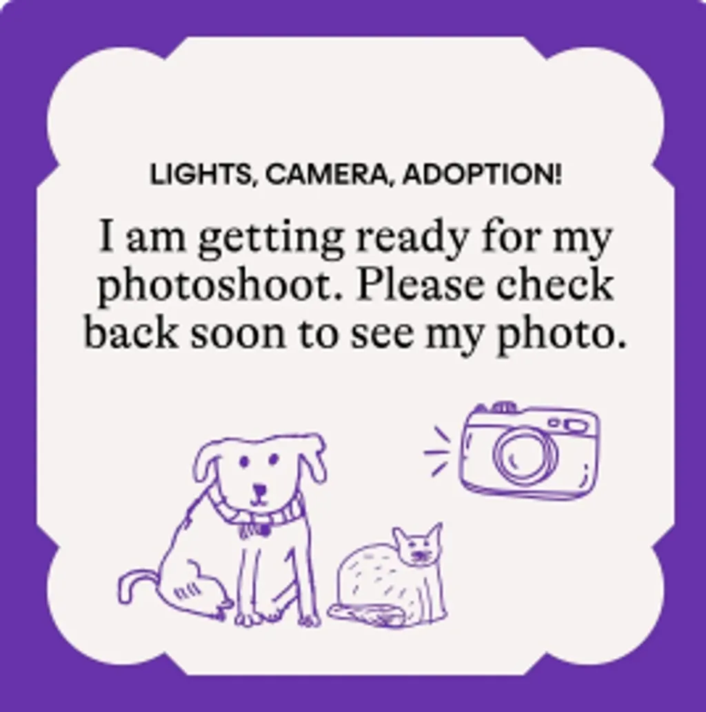 Toctoc - Domestic Medium Hair cat available for adoption at Animal Welfare League Queensland in Brisbane
