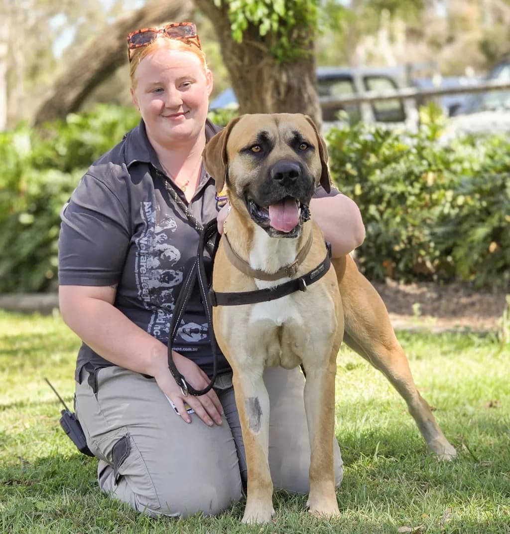 Tyga - Bullmastiff available for adoption at Animal Welfare League Queensland in Brisbane