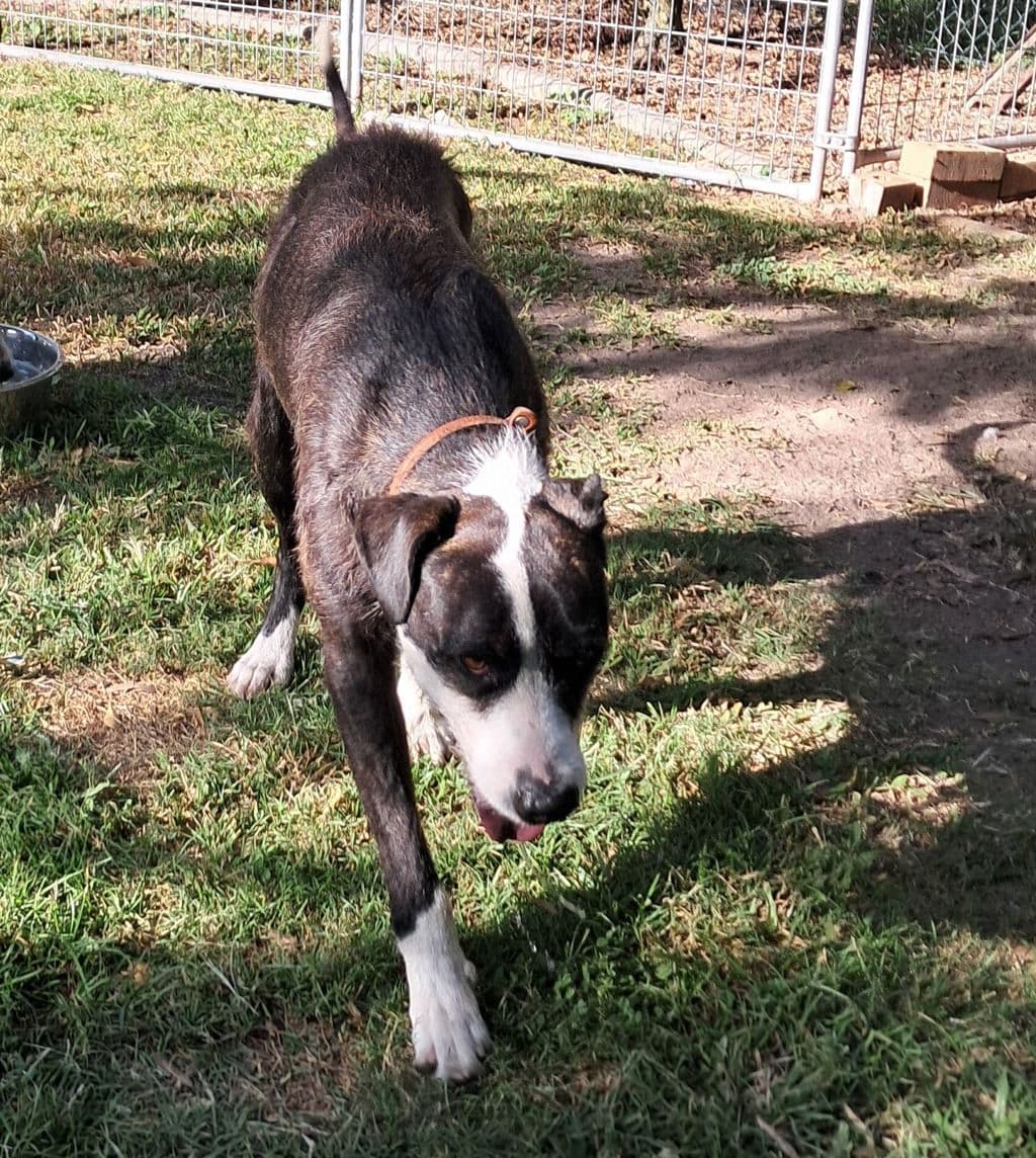 Bobby - Irish Wolfhound available for adoption at Animal Welfare League Queensland in Gold Coast