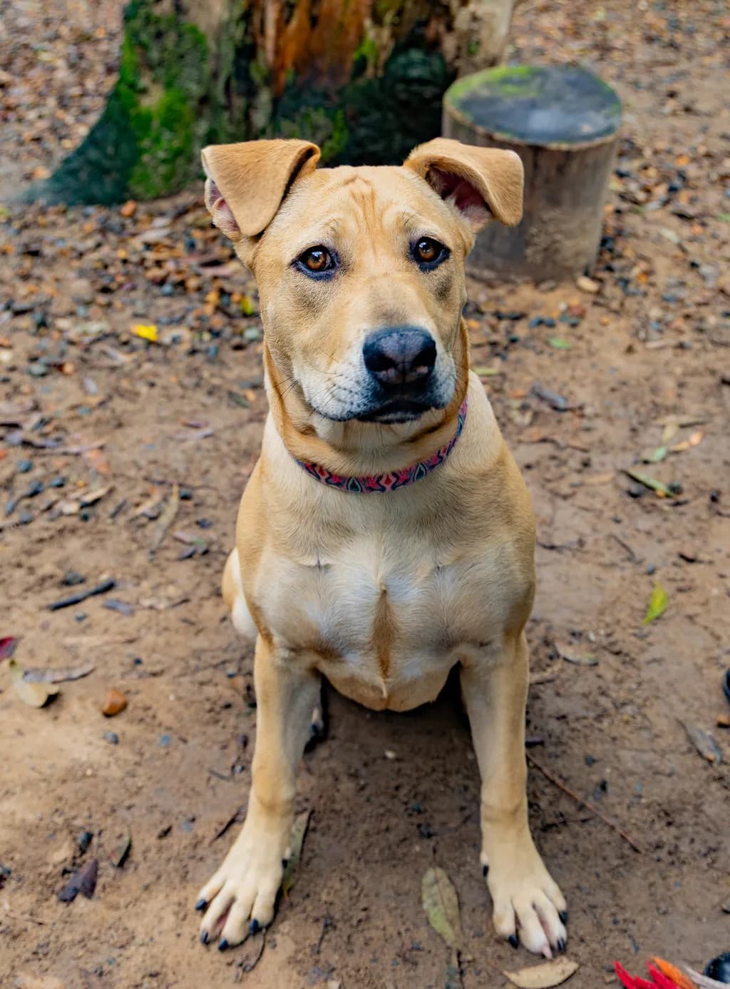 Missy - Sharpei / Bull Terrier available for adoption at Animal Welfare League Queensland in Gold Coast