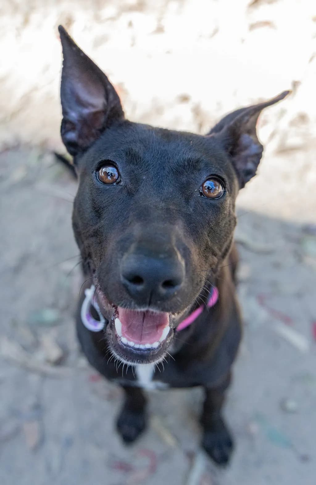 Jolene - Australian Kelpie / Staffordshire Bull Terrier available for adoption at Animal Welfare League Queensland in Gold Coast
