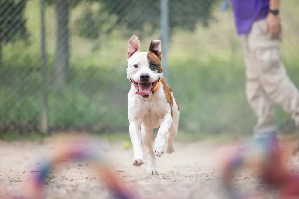 Tangles - American Staffy available for adoption at Animal Welfare League Queensland in Gold Coast