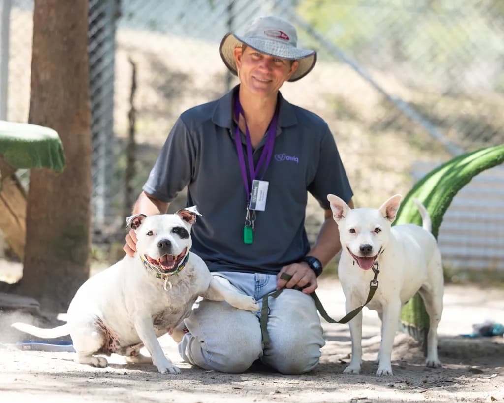 Lotus - Staffordshire Bull Terrier available for adoption in Gold Coast