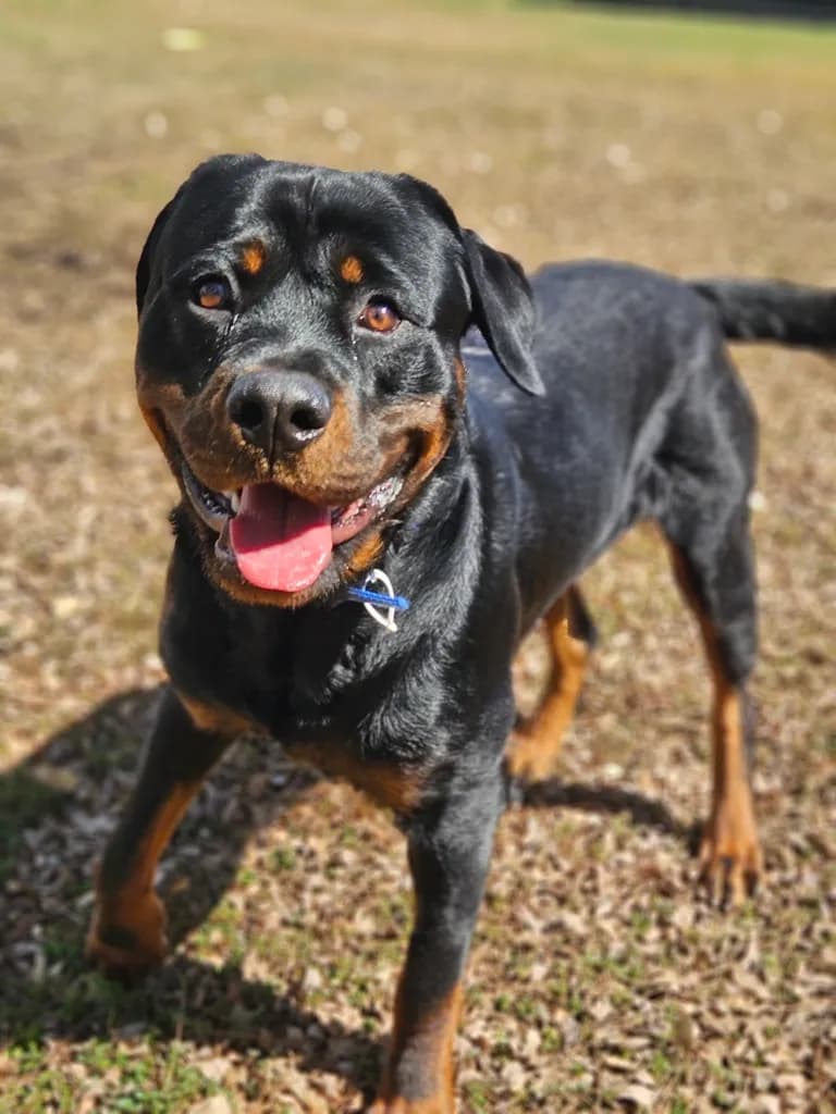 Bongo - Rottweiler available for adoption at Animal Welfare League Queensland in Brisbane