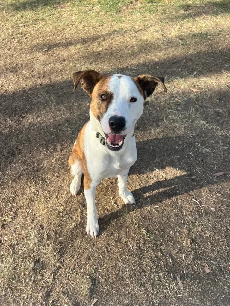 Randy - Border Collie available for adoption at Animal Welfare League Queensland in Brisbane