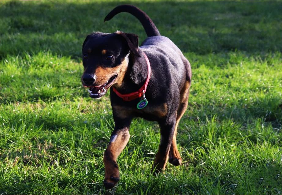 Max - Huntaway Cross available for adoption in Kerikeri
