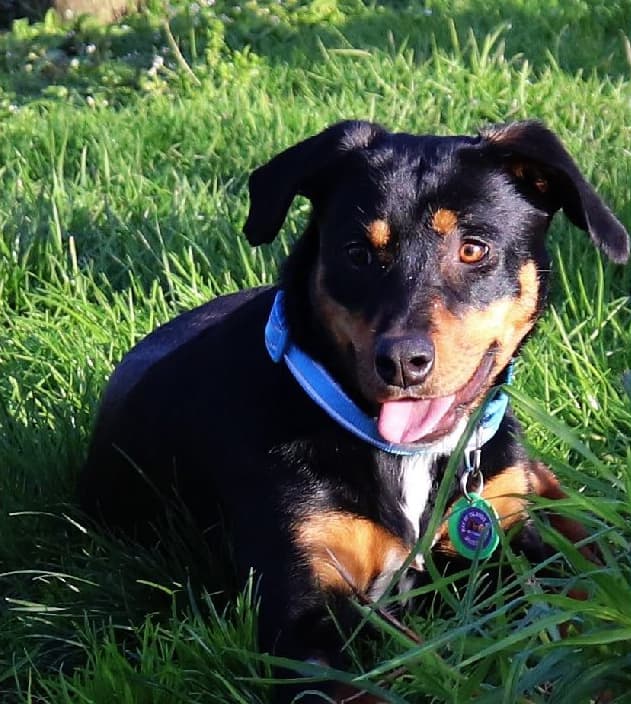 Roxy - Huntaway Cross available for adoption in Kerikeri
