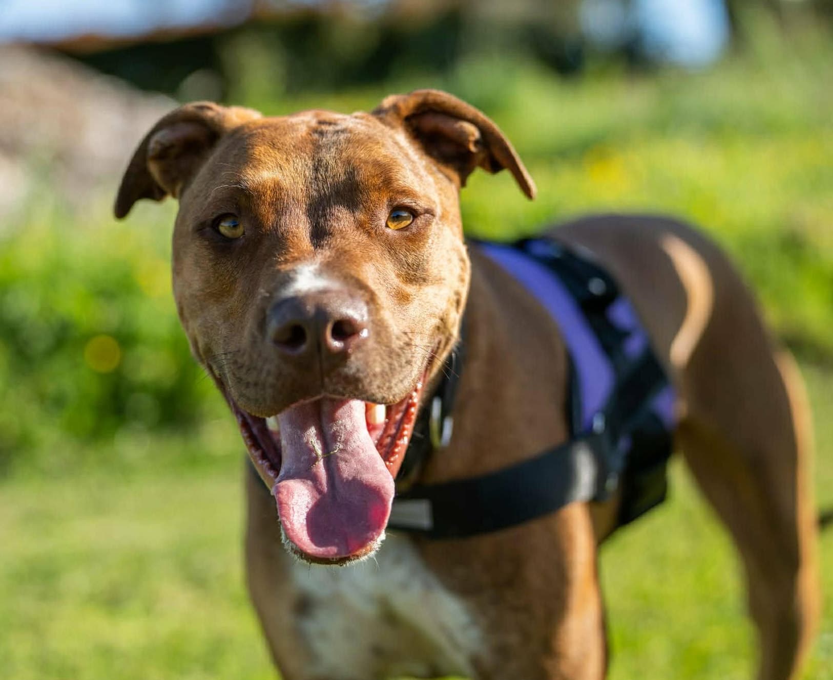 Cooper - Mixed Breed available for adoption at Bay of Islands Animal Rescue in Kerikeri