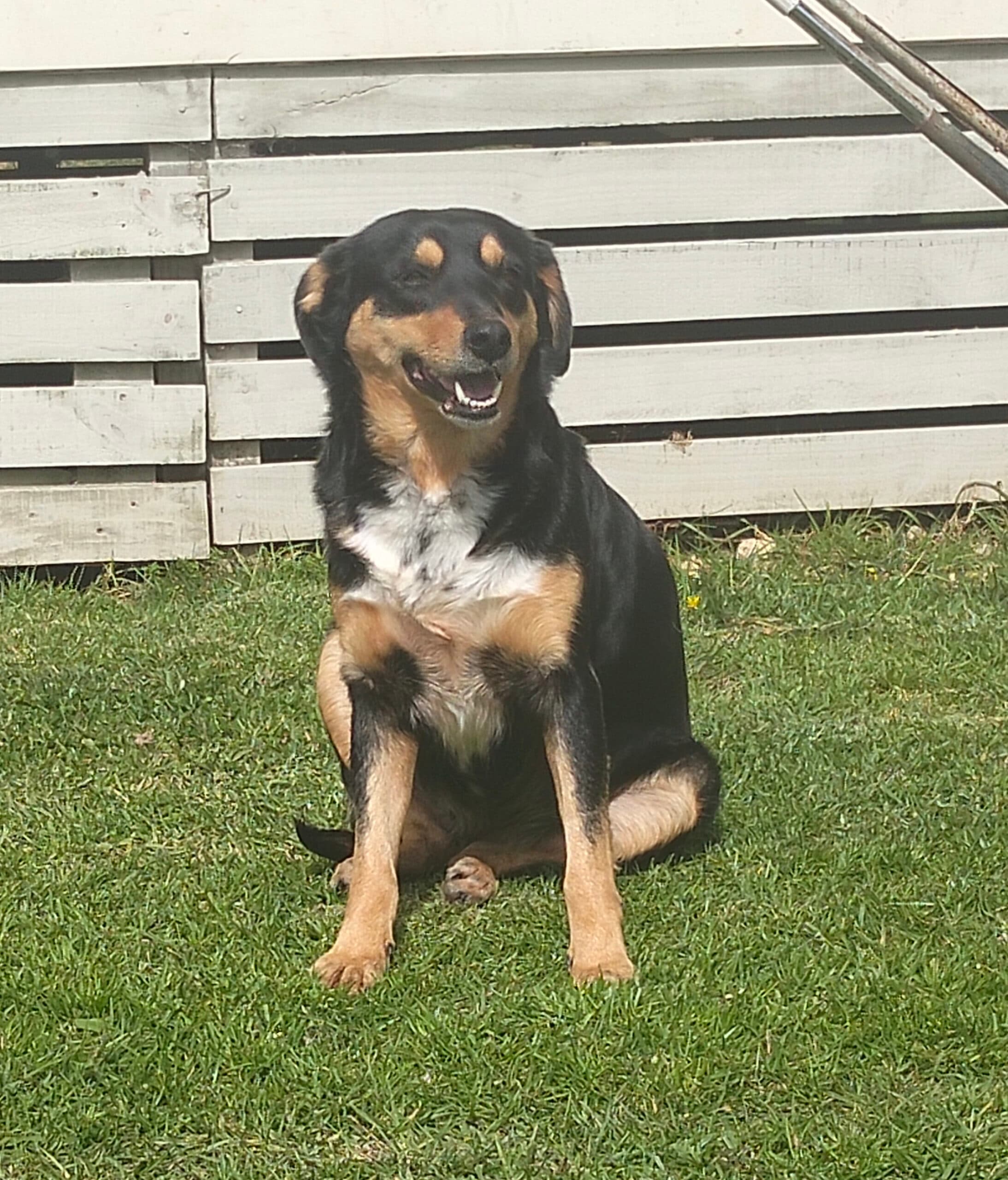 Little Girl - Mixed breed available for adoption at Bay of Islands Animal Rescue in Kerikeri