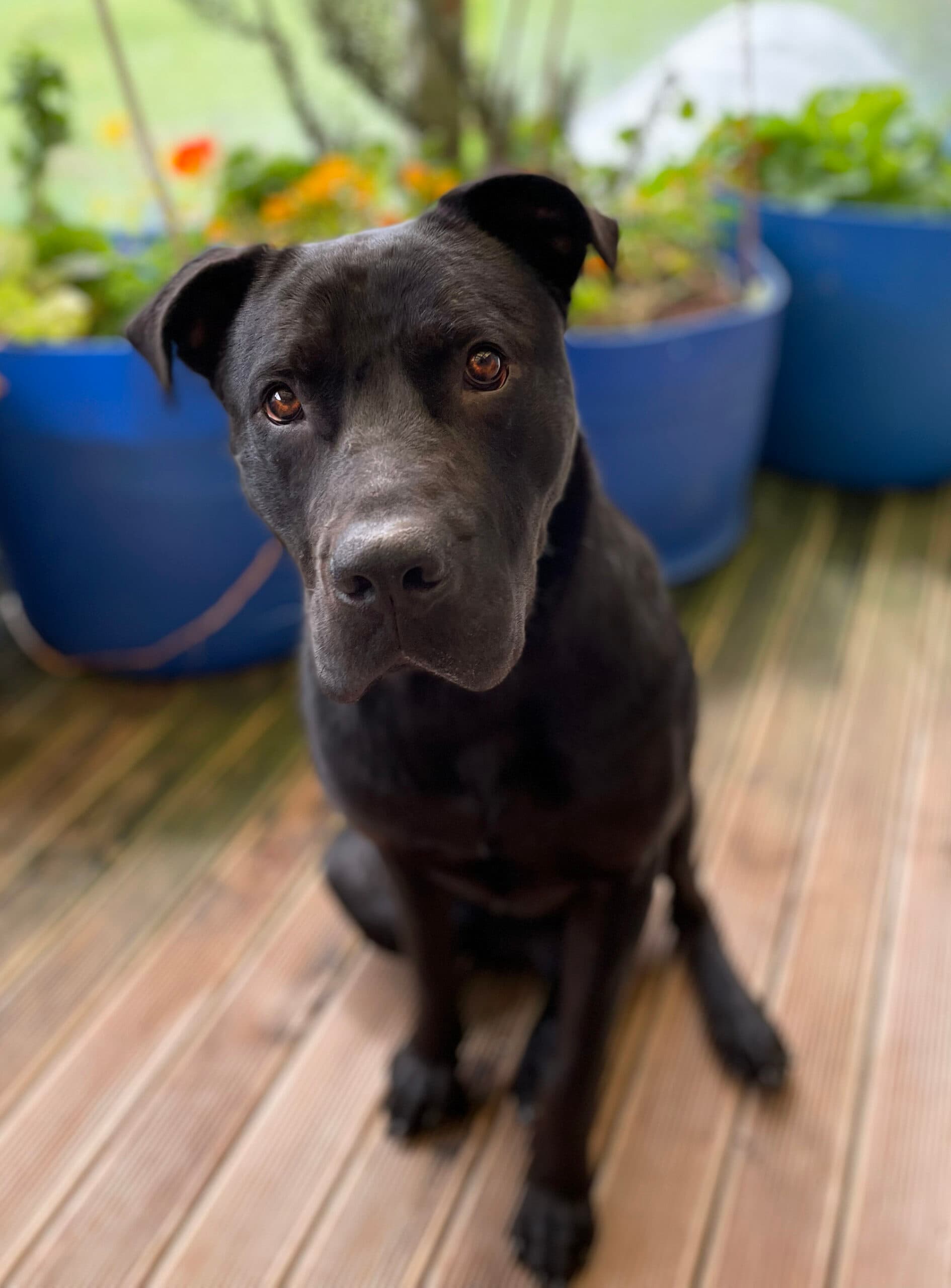 Sirius - Labrador Cross Mastiff available for adoption in Kerikeri