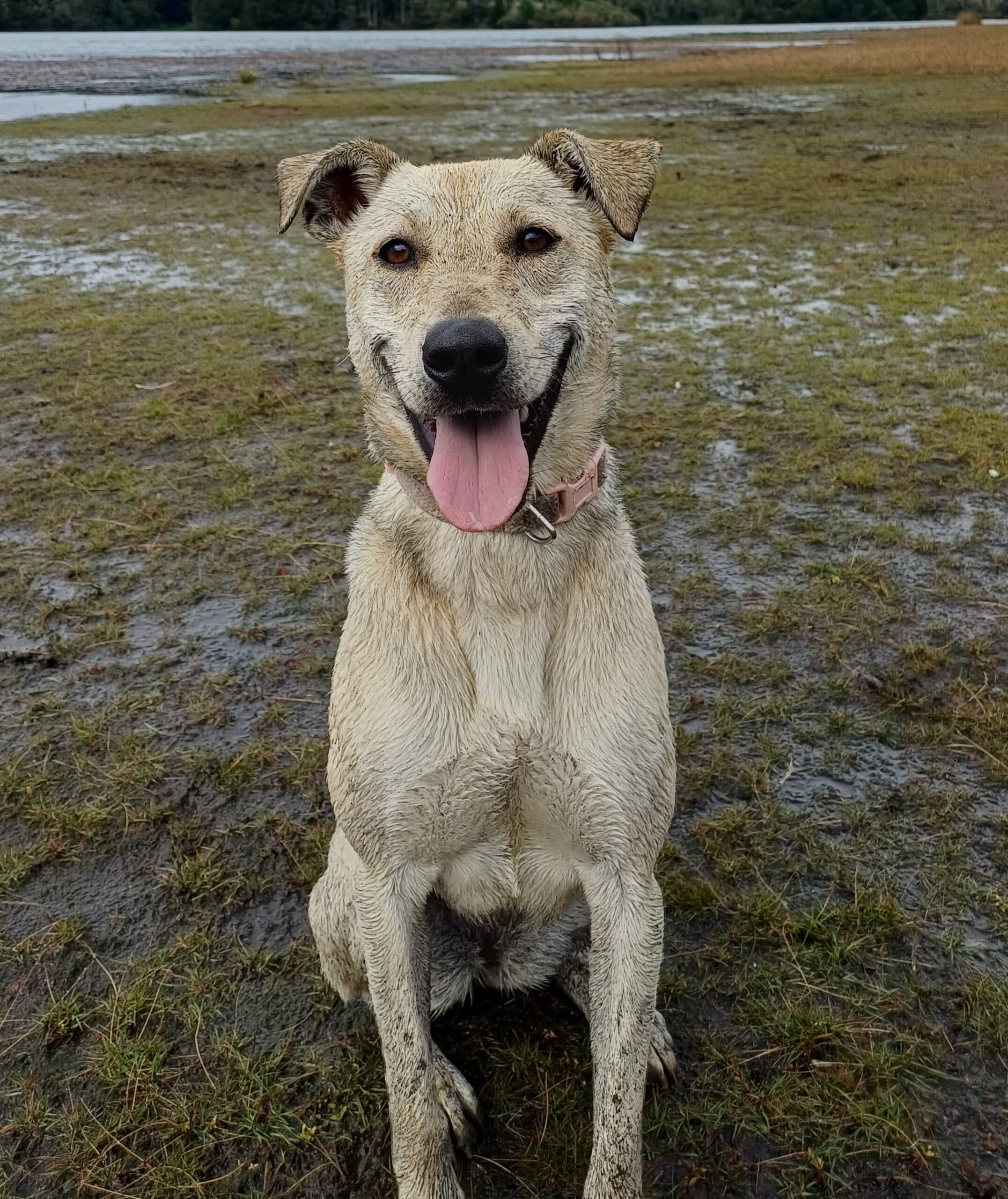 Bindi - Staffy/Husky/German Shepherd Cross available for adoption at Bay of Islands Animal Rescue in Kerikeri