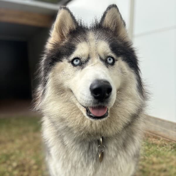 Iko - Mixed Breed available for adoption at Blue Cross Animals Society of Victoria in Melbourne