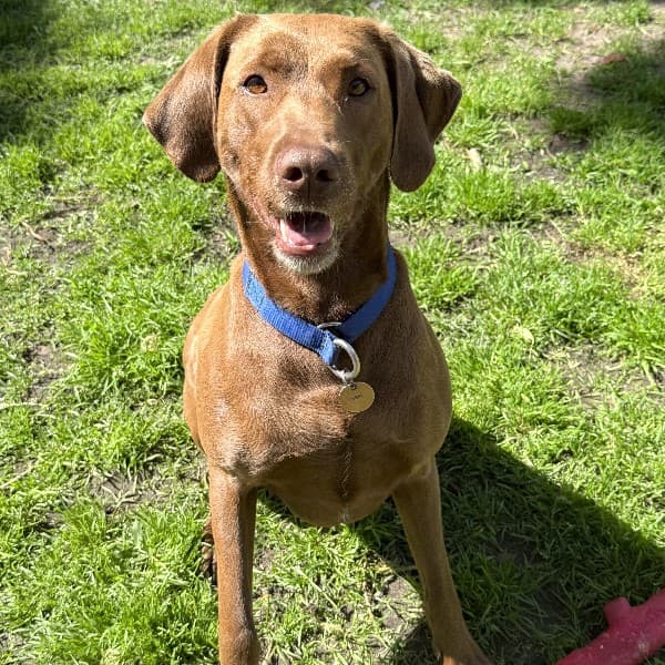 Scout - Mixed Breed available for adoption at Blue Cross Animals Society of Victoria in Melbourne