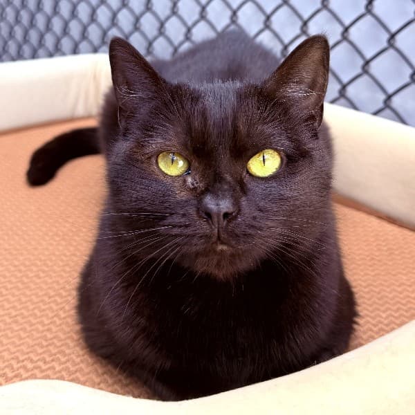 Ghost - Domestic Shorthair cat available for adoption at Blue Cross Animals Society of Victoria in Melbourne