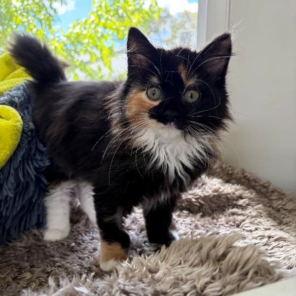 Bastet - Domestic Shorthair cat available for adoption at Blue Cross Animals Society of Victoria in Melbourne