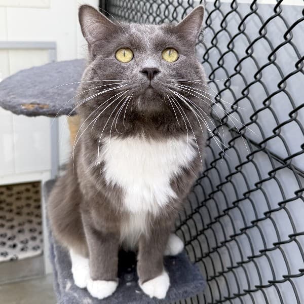 Earl Grey - Domestic Shorthair cat available for adoption at Blue Cross Animals Society of Victoria in Melbourne