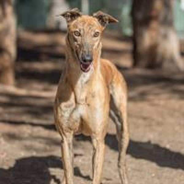 Scooby G - Mixed Breed available for adoption at Blue Cross Animals Society of Victoria in Melbourne
