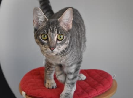 Dixon - Domestic Shorthair cat available for adoption at Cat Protection Society of NSW in Sydney