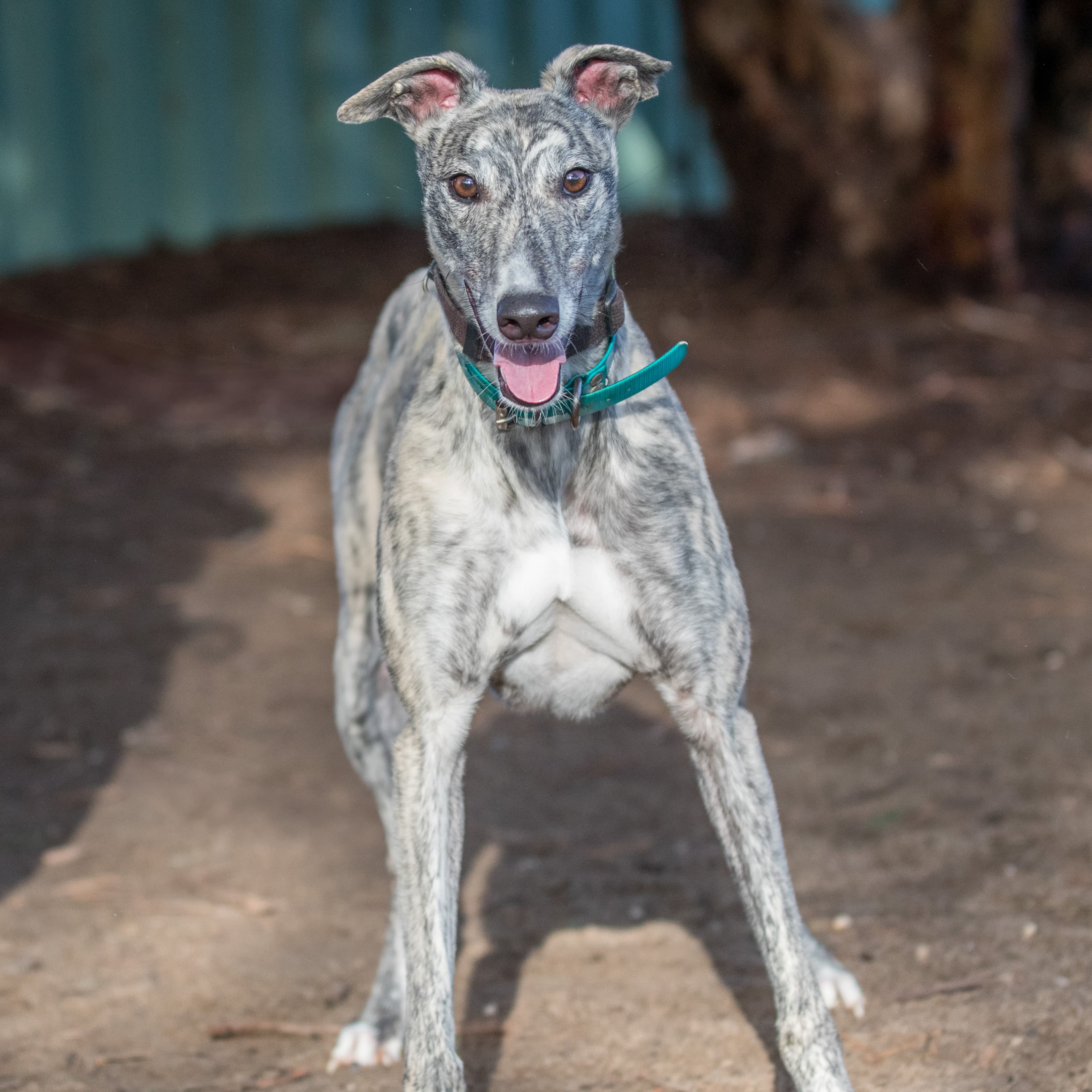 Mary - Greyhound available for adoption at Greyhound Adoption Program (Victoria) in Melbourne