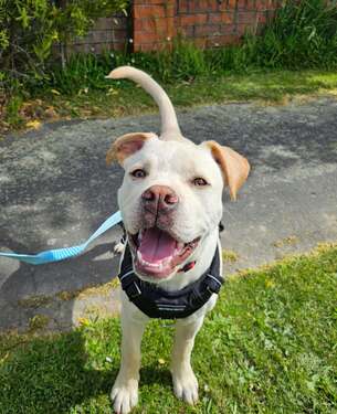Maz - Mixed Breed available for adoption at Christchurch Bull Breed Rescue in Christchurch