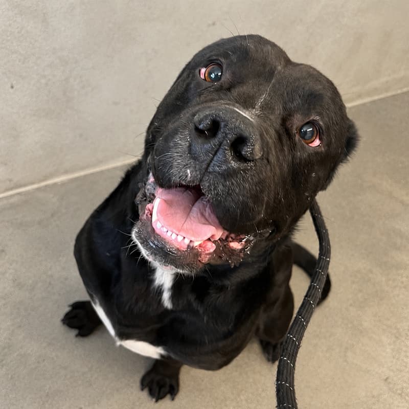 Moose - Labrador cross Bulldog available for adoption at Hastings District Council Animal Control in Hastings