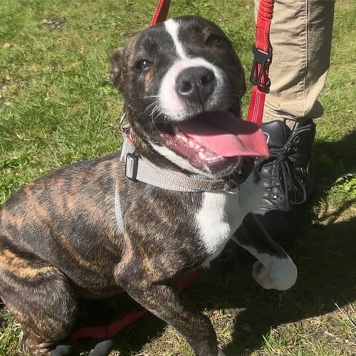 Pickles - Staffy cross available for adoption at Hastings District Council Animal Control in Hastings