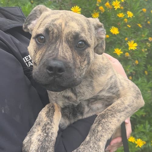 Willow - Mastiff cross available for adoption at Hastings District Council Animal Control in Hastings