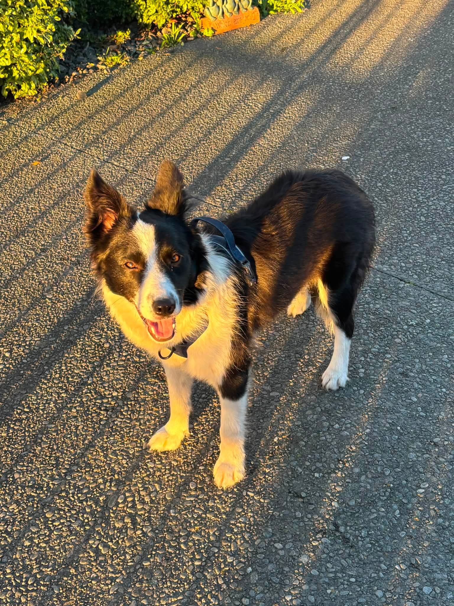 Gizmo - Border Collie available for adoption at Dogwatch Sanctuary Trust in Nelson