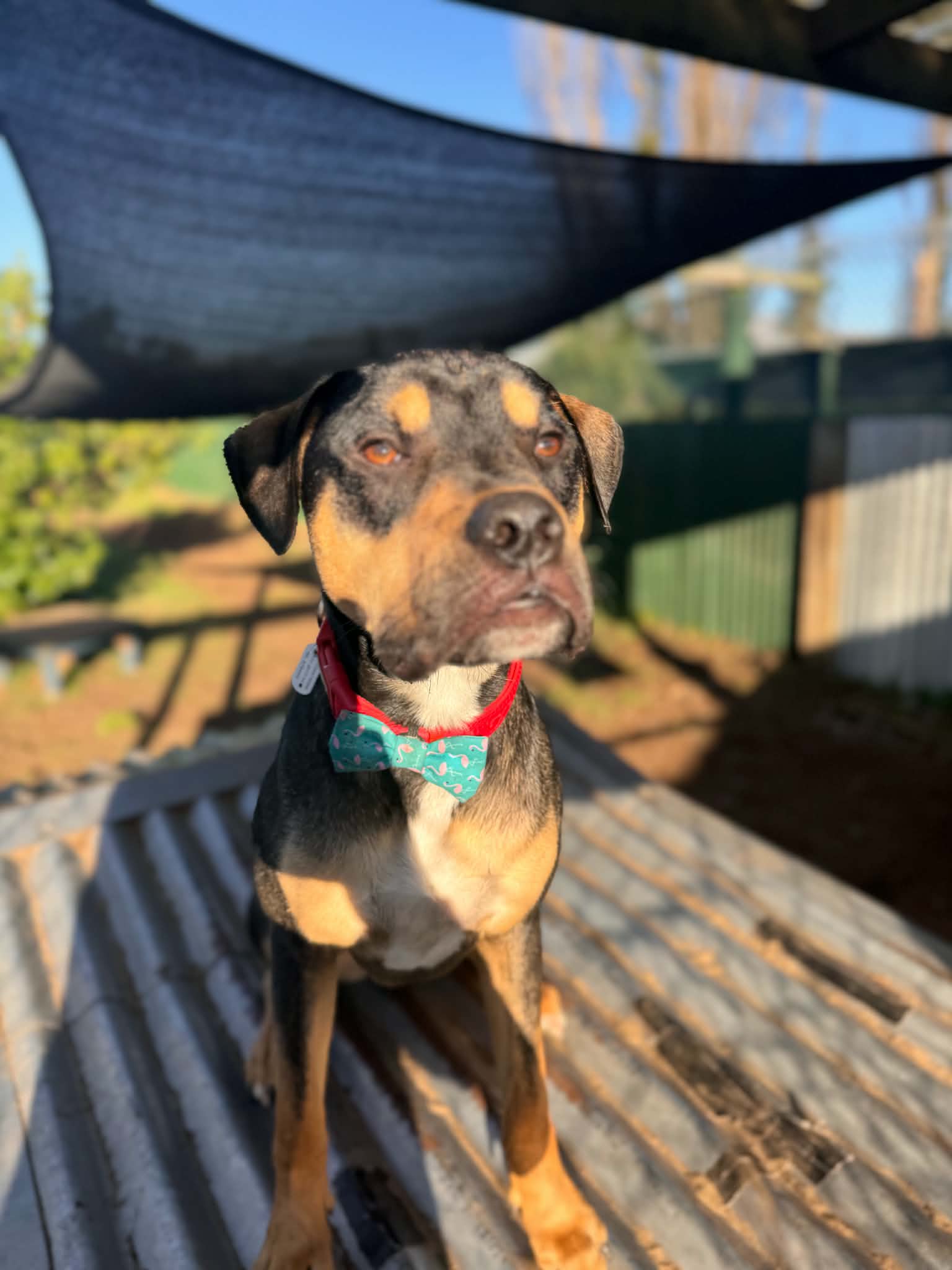 Angus - Staffy Mix available for adoption at Dogwatch Sanctuary Trust in Nelson