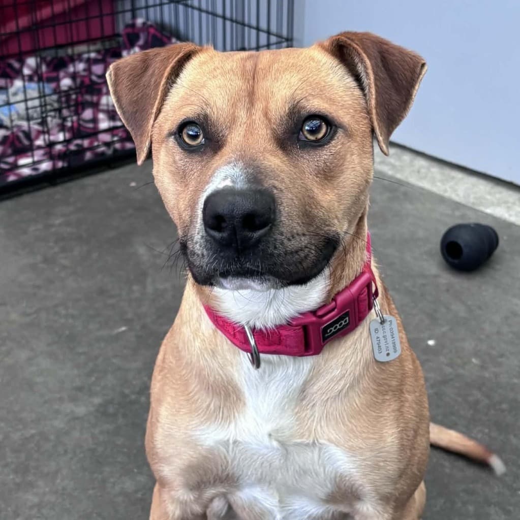 Jimmy - Staffy Mix available for adoption at Dogwatch Sanctuary Trust in Nelson